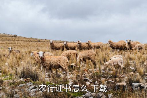 农行证书怎么 下载