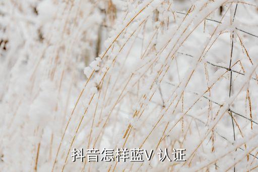 企业认证后没有蓝v,抖音蓝v企业认证怎么开?